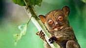 <p>Three infraorders of the prosimian suborder:</p><ul><li><p>Lemurs</p></li><li><p>Lorises</p></li><li><p>Tarsiers</p></li></ul><p>Prosimians decided to become nocturnal to compete and survive</p>