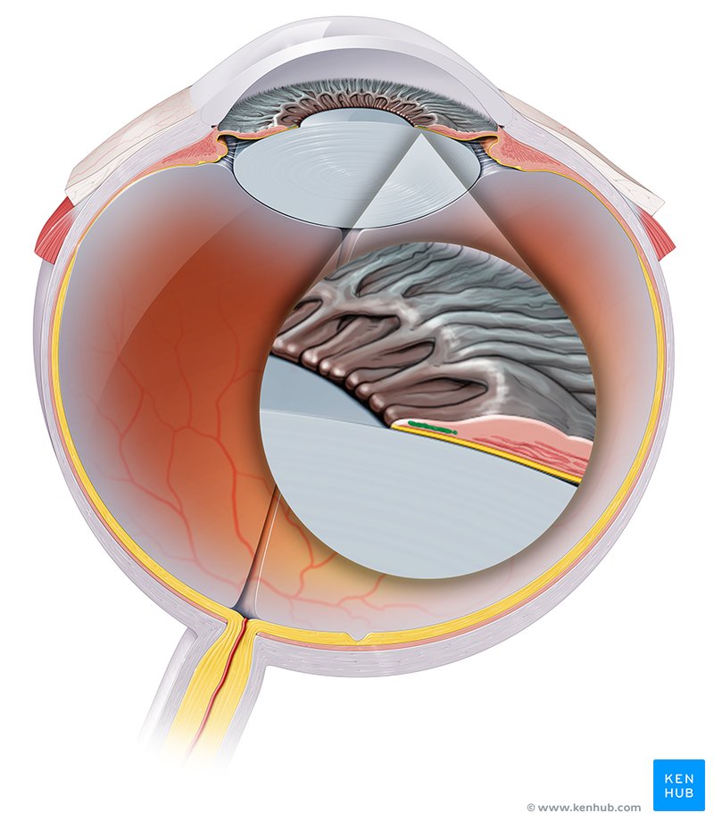 <p>Sphincter Pupillae</p>