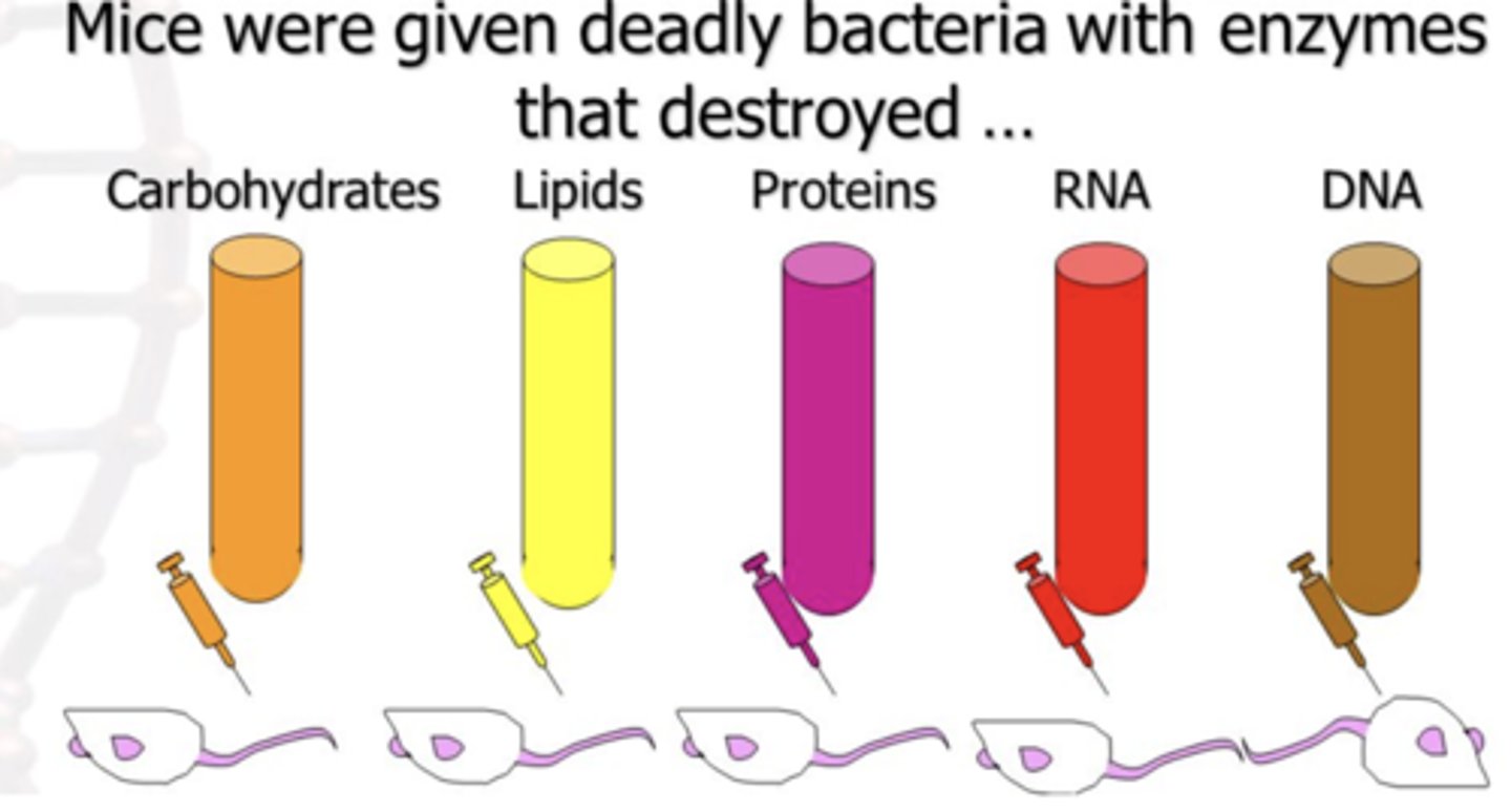 <p>- took enzymes that destroyed each macromolecule (carbs, lipids, proteins, RNA, and DNA) and mixed w smooth, heated, and rough</p><p>- carbs, lipids, proteins, RNA, DNA destroyed</p><p>- all mice died except one with DNA destroyed</p><p>- DNA is the transforming factor</p>