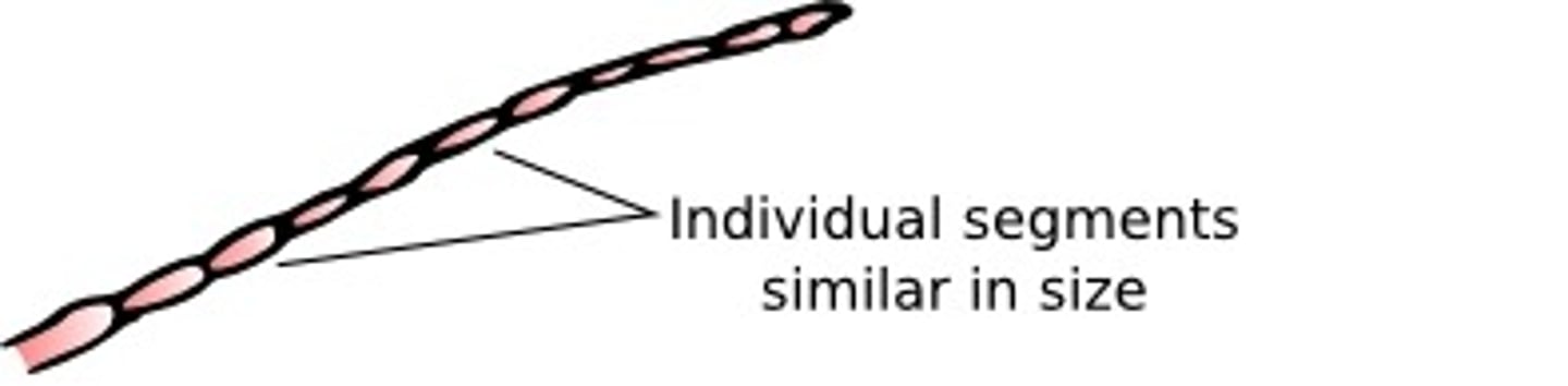 <p>Lubber Grasshopper antennae</p>