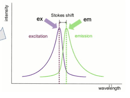 <p>Difference in wavelengths; some energy is dissipated as heat when a photon is emitted, leading to this from excitation to emission</p>