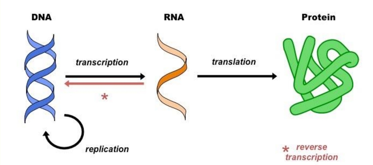 Transcription:
• DNA dictates the structure of mRNA. 
Translation:
• RNA dictates the protein's structure.