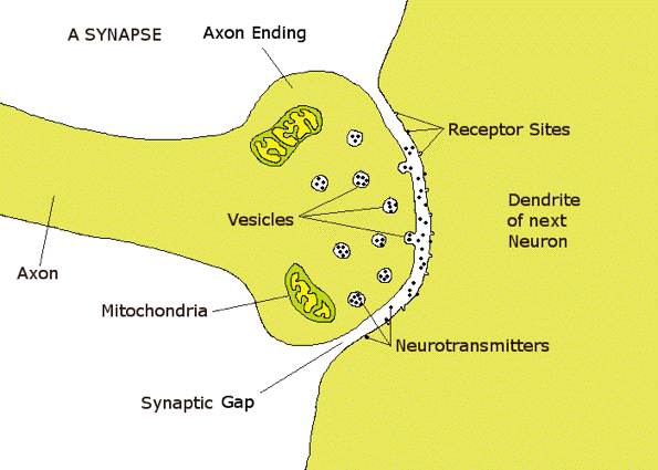 <p>locations on the receiving neuron&apos;s dendrites where neurotransmitters attach.</p>