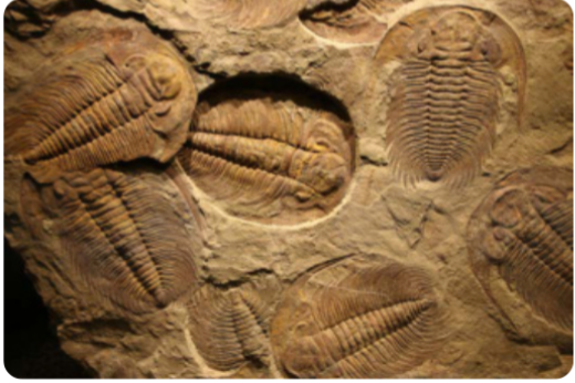 <p>Wat wordt hier voorgesteld + korte beschrijving</p><p></p>