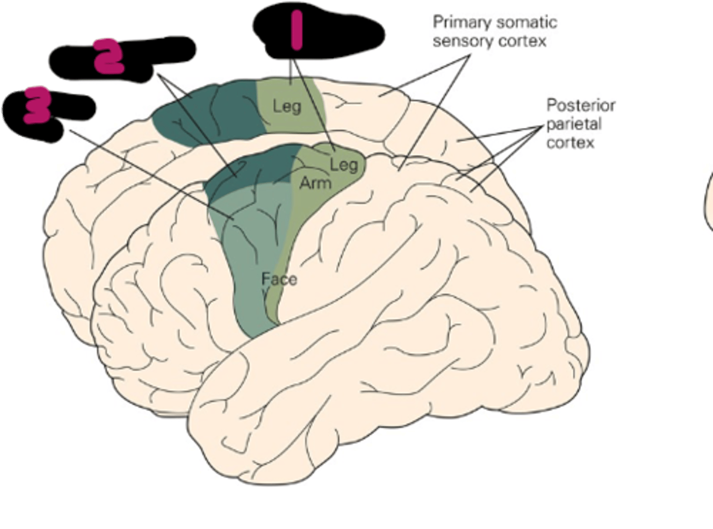 <p>Where is the Supplementary motor area located?</p>