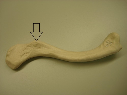 <p>clavicle</p>