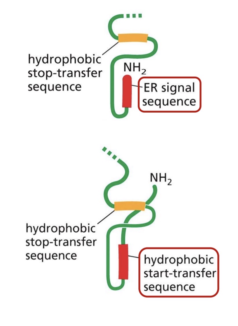 <p>Co-translational Translocation: Transmembrane protein</p>