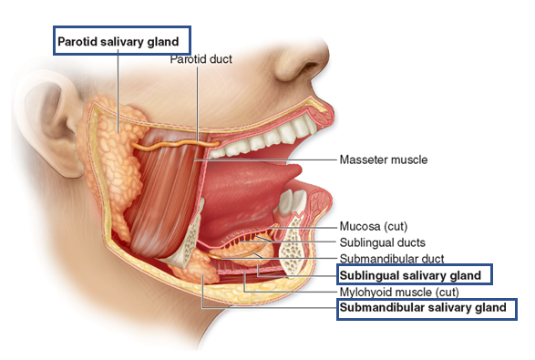 <ul><li><p>parotid glands in cheeks</p></li><li><p>submandibular glands under tongue</p></li><li><p>sublingual under tongue</p></li></ul>