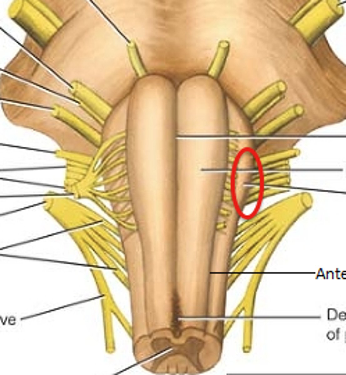 <p>-Prominent bulges lateral to each pyramid</p>