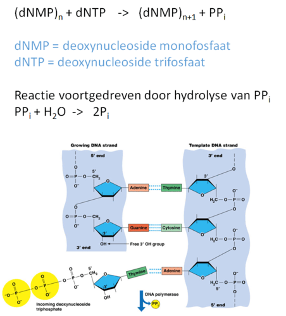 <p>het is een endergonische reactie (deltaG is positief) die kan plaatsvinden door de koppeling met de hydrolyse van PPi</p><p>PPi zijn die 2 gele fosfaatgroepen die dus vrijkomen</p>