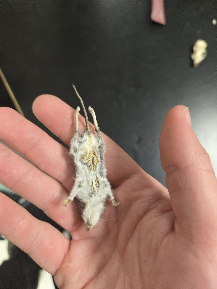 <p><span>▣ large protruding eyes,</span><br><span>black eyes, large ears,</span><br><span>long coarse whiskers,</span><br><span>upperparts gray to</span><br><span>reddish brown and</span><br><span>underparts are white</span><br><span>▣ Furred tail</span></p>