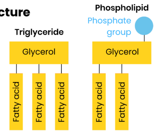 <p>One of the fatty acids of a triglyceride is substituted by a phosphate-containing group </p>