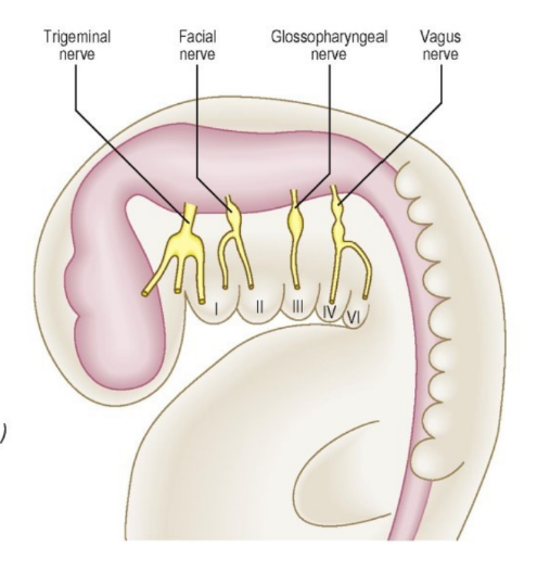 <p>-the mesenchyme differentiates into cartilage, the associated muscle and an an aortic arch artery </p><p>-each pharyngeal arch also contains a cranial nerve that enters from the developing brain stem</p>