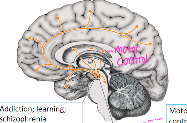 <p>mesolimbocortical: </p><ul><li><p>VTA → nucleus accumbens, cortex, and hippocampus</p></li></ul><ul><li><p>function: addiction, learning, schizophrenia</p></li></ul><p></p><p>mesostriatal: </p><ul><li><p>substantia nigra → striatum</p></li></ul><ul><li><p>function: motor control</p></li></ul><p></p>