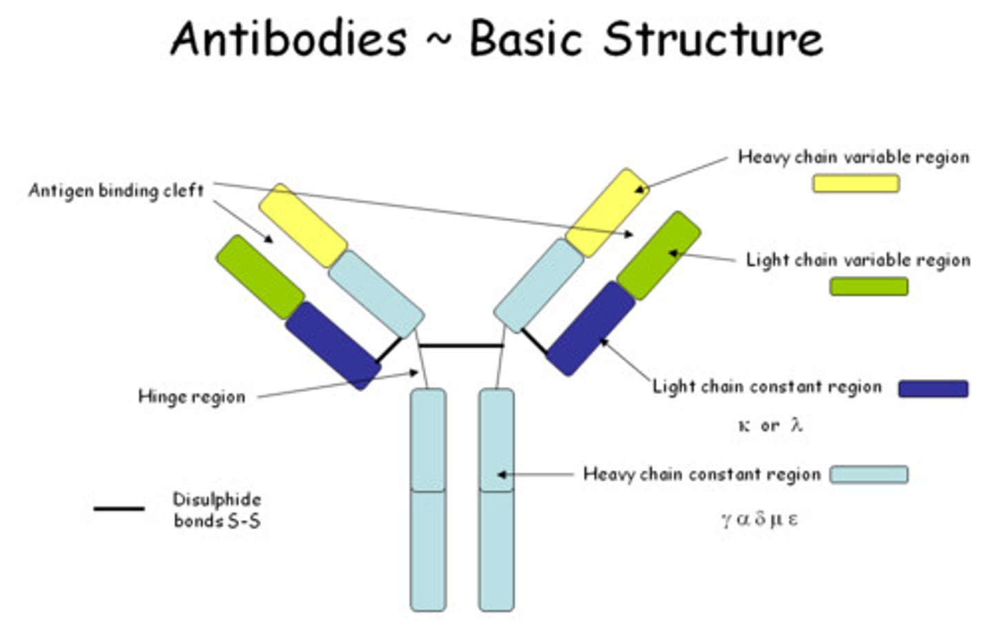 <p>- variable (v) regions at the ends of the arms (bind epitopes)</p><p>- constant (Fc) region is the stem (identical for a particular Ig class)</p>
