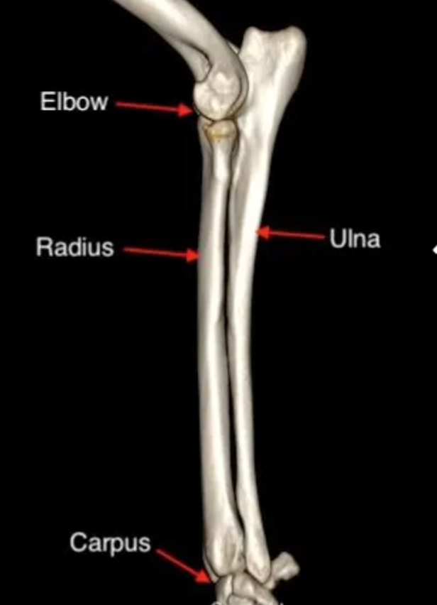 <p>Two ‘long bones’ of the forearm. Radius is the primary, weight bearing bone. Ulna supports less weight but its olecranon process (protruding part of the elbow) is crucial for the elbow joint.<span>distinct bones in some animals (humans, dogs, cats, pigs) fused in others (ruminants, horses). distinct in carnivores to rotate the forearm (climbing, grasping).</span> Fractures of these bones are common, especially in dogs and cats often resulting from trauma like falls or being hit by a car and typically require surgical stabilization. </p>