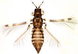 <p>Thripidae</p><p></p><p>•Antennae with segments</p><p>3 and 4 containing a slender</p><p>or forked sense cone</p><p>-Last abdominal segment ends in a tip</p>