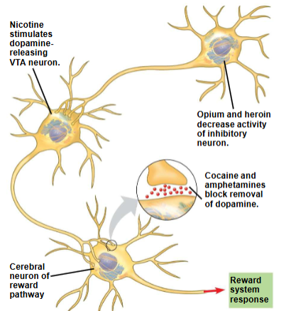 <p>Drugs and the brain’s reward system</p><p></p>