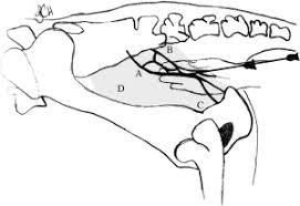 <p>into the sacrococcygeal space (the space btw the sacrum and the first caudal vertebrae) desensitizes S2, S3, S4, and S5</p><p>See B</p>