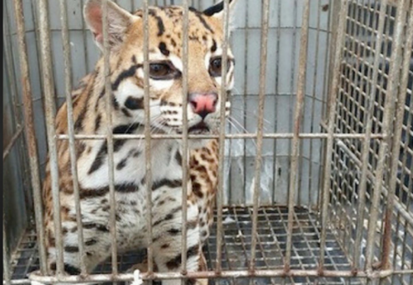 <p>species trafficking</p>