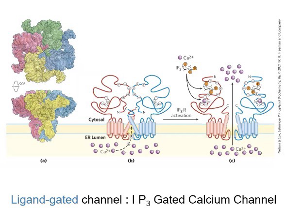 <p>ligand</p>