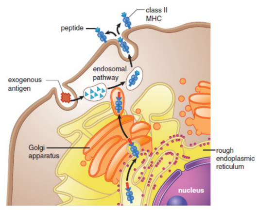 <p>mainly displayed by professional antigen-presenting cells; presentation may result in the activation of both the innate and adaptive immune systems</p>
