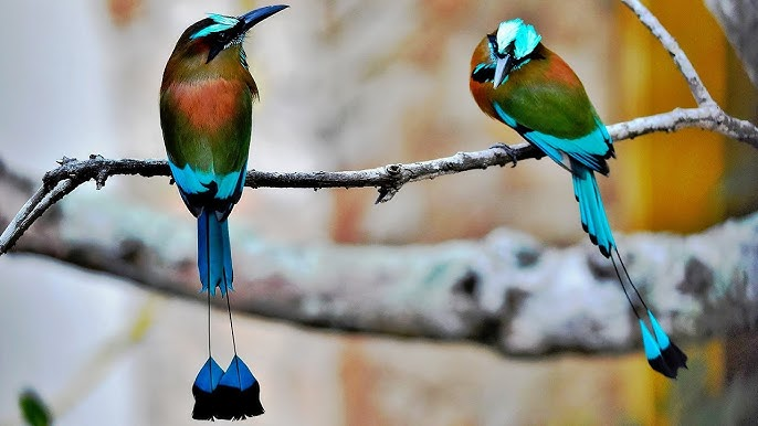 <p>crazy colors, super long tail, “rackets” on end of tail</p>