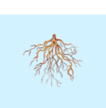 <p>What is this structure of? </p>