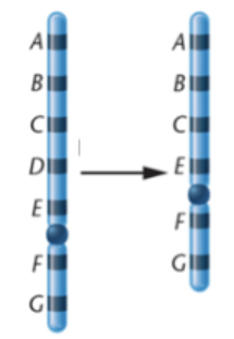 <p><span>What kind of chromosomal mutation is shown below?</span></p>
