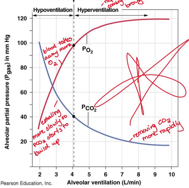 <ul><li><p>Decreases (less O2 in than diffusion)</p></li><li><p>Increases (build of CO2, exhale less)</p></li></ul>