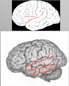 <ul><li><p>Lateral Sulcus</p></li><li><p>Superior Temporal Gyrus</p></li><li><p>Middle Temporal Gyrus</p></li><li><p>Inferior Temporal Gyrus</p></li></ul><p></p>