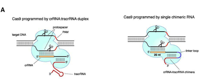 <ul><li><p>bacteria store viral DNA in CRISPR arrays as memory of infections</p></li><li><p>Cas proteins use stored sequences to recognize and cut invading DNA</p></li><li><p>Can be used for genome editing</p></li></ul><p></p>