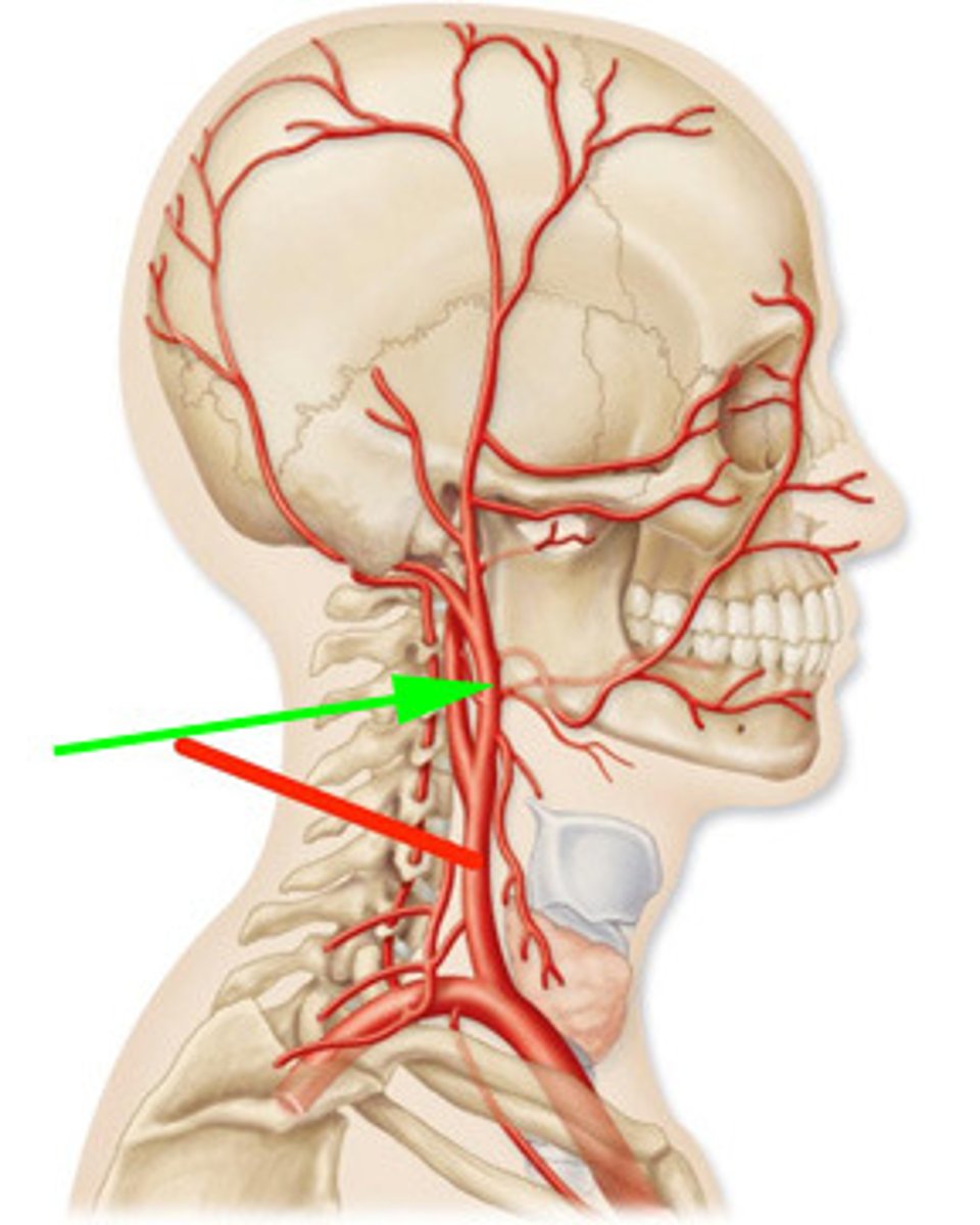 <p>The common carotid artery travels through the neck and divides into two branches. These branches are the internal carotid artery and the ______</p>