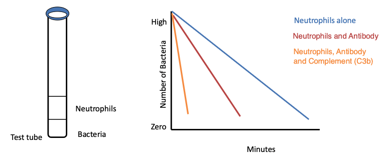 <p><span>Phagocytosis is extremely efficient and 90% of organisms are</span><br><span>phagocytosed in 10 minutes</span></p>