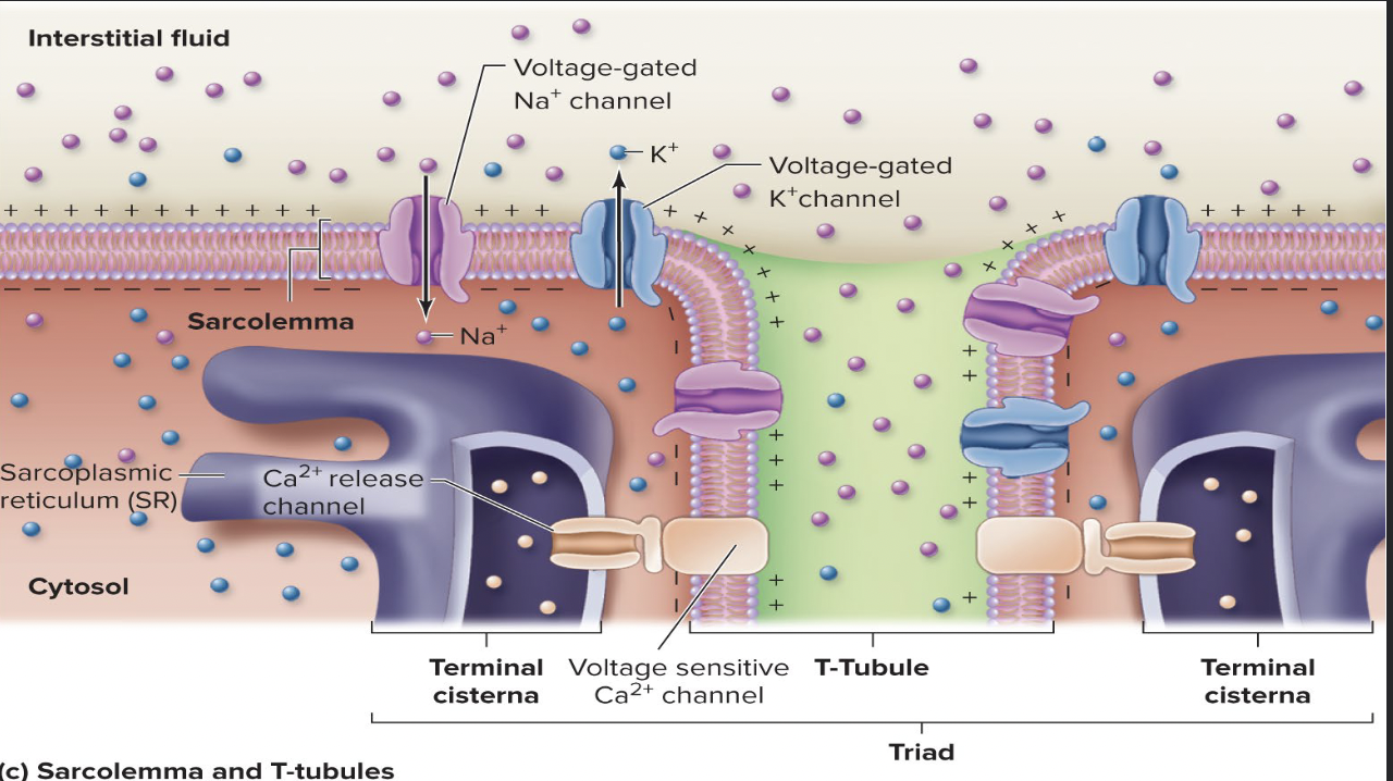 <p>Excitation Contraction Coupling</p>