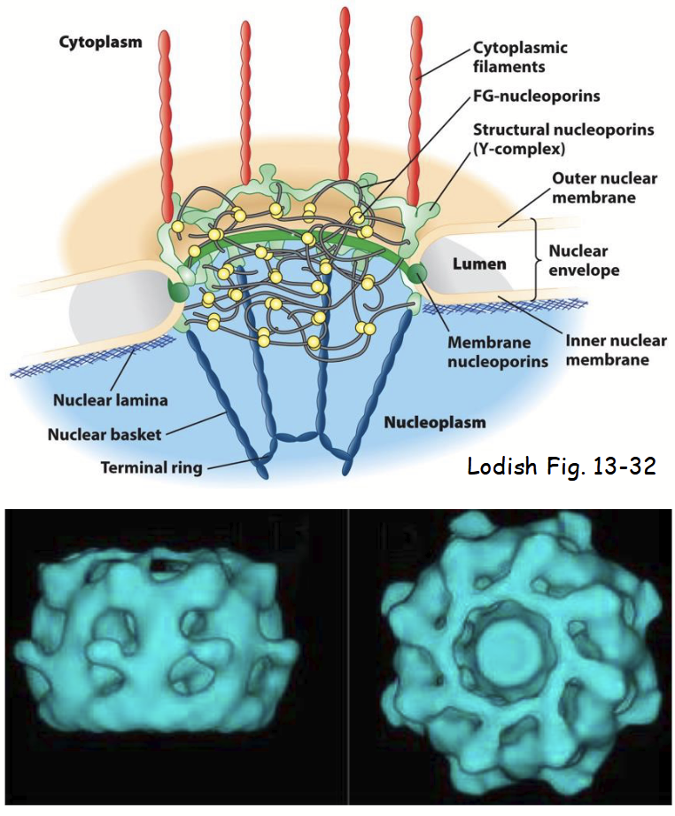 <ul><li><p>Large, highly complex structure (~30X > ribosome).</p></li><li><p>Composed of ~40 different proteins called <strong>nucleoporins (“Nups”)</strong>.</p></li><li><p><strong><u>Overall structure:</u></strong> 8-fold symmetrical structure organized around large, <u>central aqueous channel</u>.</p></li><li><p>Consists of <strong><u>several parts</u></strong>:</p><ul><li><p>Central scaffold</p></li><li><p>FG nucleoporins.</p></li><li><p>Y-complexes</p></li><li><p>Cytoplasmic filaments</p></li><li><p>Nuclear basket</p></li></ul></li></ul><p></p>