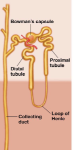 <p>Where the vast majority of the loop of Henle is contained within the cortex, and very little or none of it dips down into the medulla. 85% of nephrons,perform basic functions. </p>