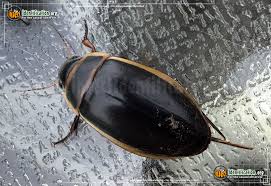 <p>Order Coleoptera: Family Dyticidae: Predaceous Diving Beetles</p>