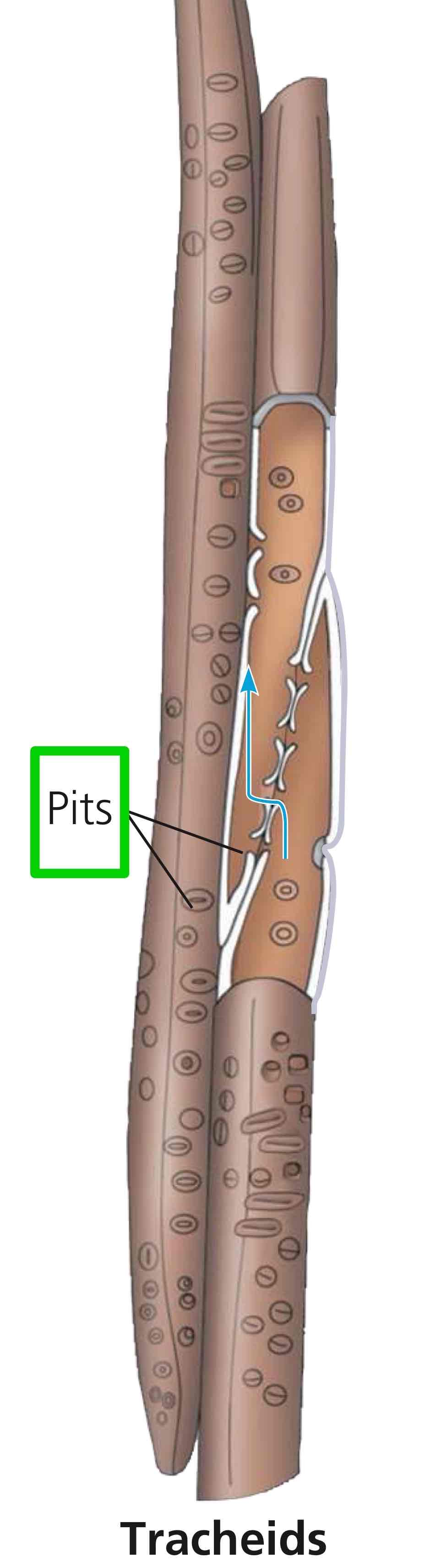 <p>Small openings in the secondary cell wall in xylem for transport of water and minerals between adjeacent cells.</p>