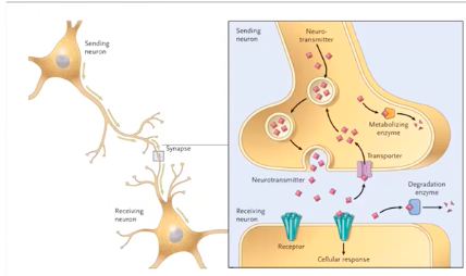 <p>neurotransmiters</p>