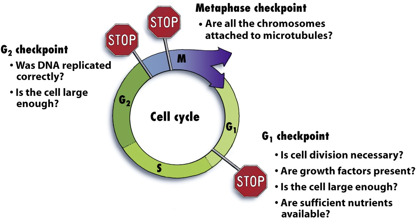 <p>With 3 checkpoints checking to see that everything is in the right place before the cycle continues</p>