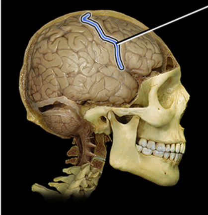<p><br><span><span>Central sulcus</span></span></p>