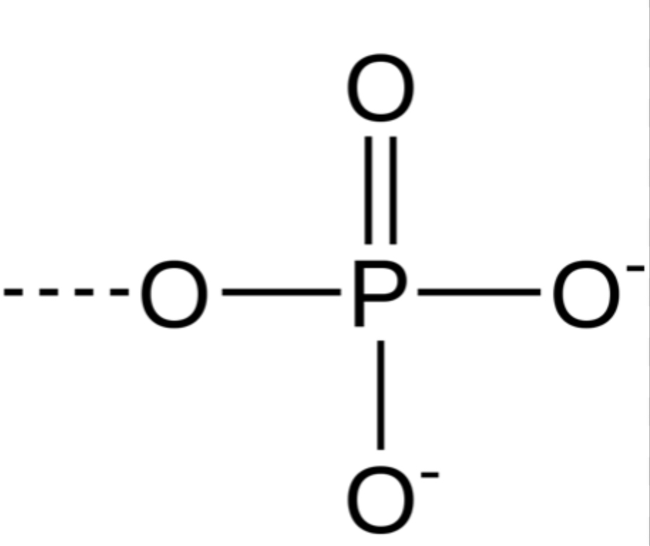 <p>-OPO3^2- (forms organic phosphates) (hydrophilic and increases compound’s solubility in water)</p>