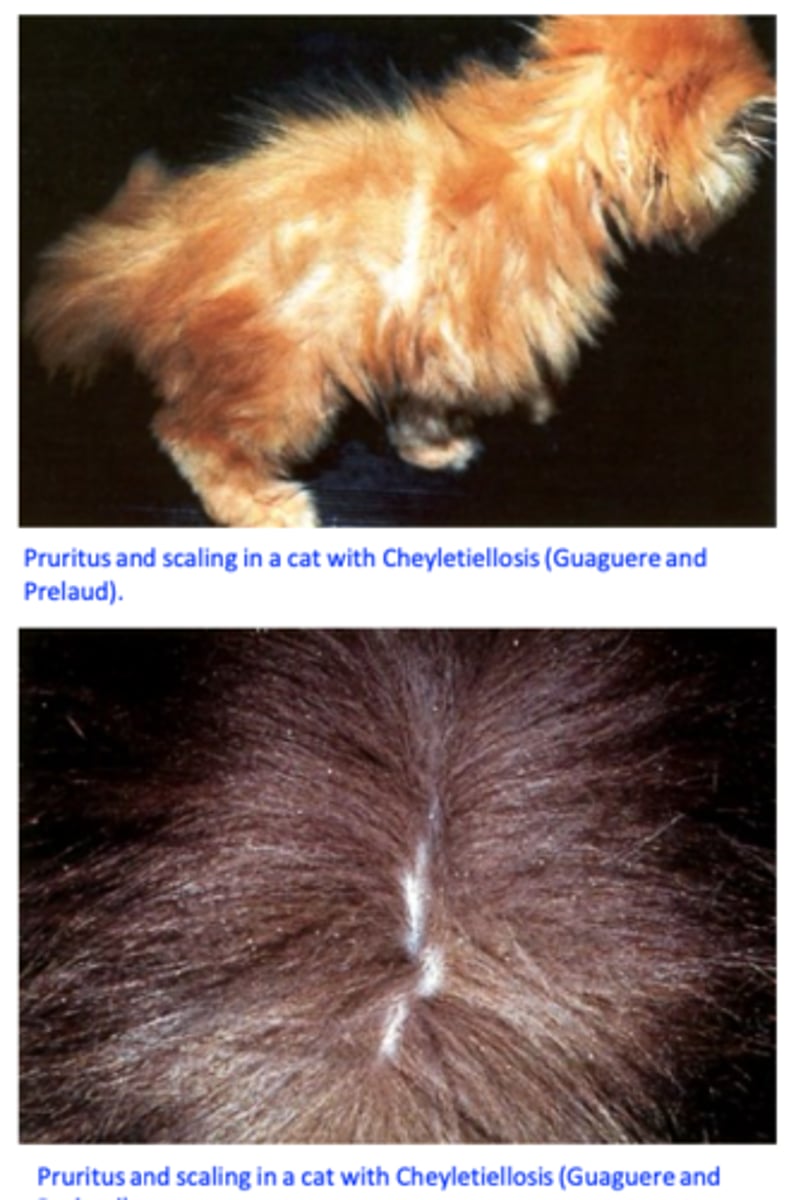 <p>Pruritus because of the mechanical activity and hypersensitivity =&gt; the severity of clinical signs might not be proportional to the number of mites;</p><p>Scaling seems to be the result of a host defence mechanism =&gt; epidermal cell turnover increases in response to injury to the epidermis;</p>