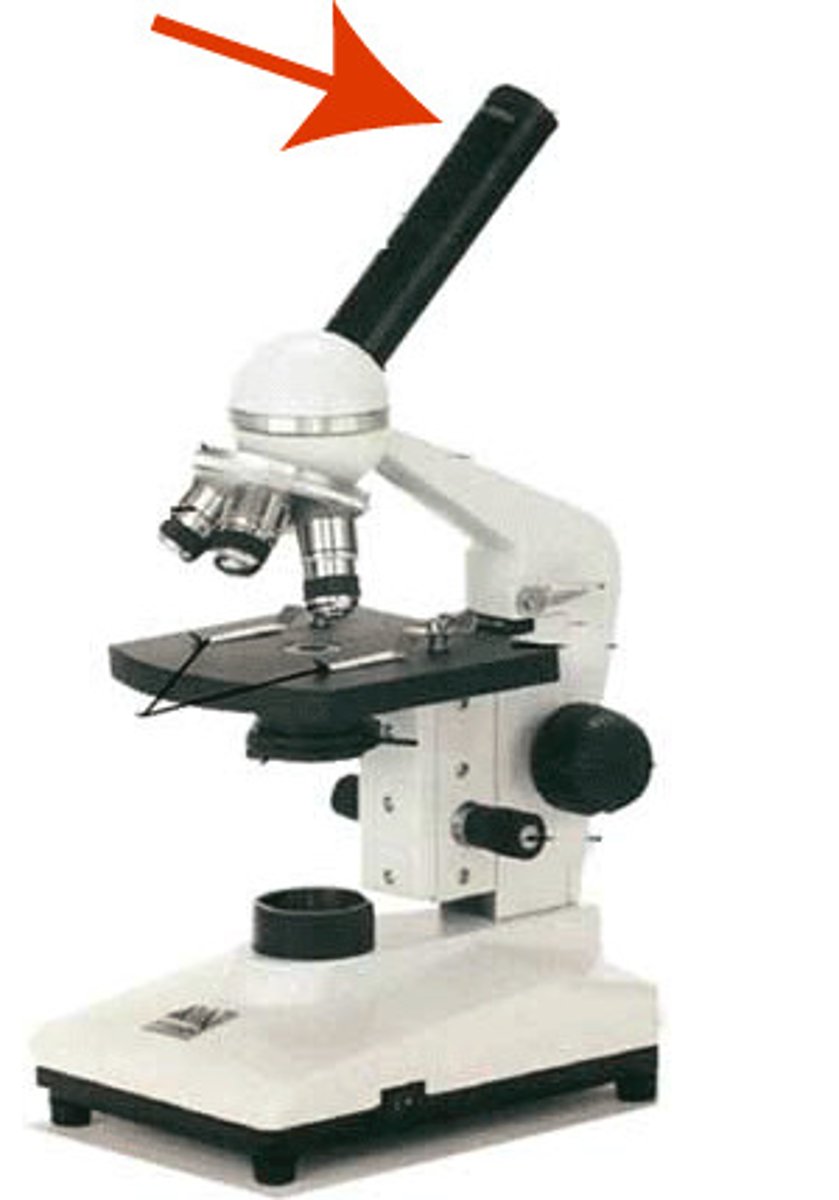 <p>holds top lens; contains a magnifying lens (10x)</p>