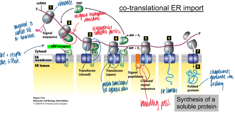 <p>via co-translational ER import; no chaperones </p><ol><li><p>hydrophobic signal sequence on N term associates with SRP on the ribosome; moving along the mRNA </p></li><li><p>SRP receptor GTPase on the ER membrane associates with SRP bound to ribosome </p></li><li><p>when bound, translocon opens to allow protein thru ER membrane; GTP hydrolysis to inactivate srp receptor </p></li><li><p>signal peptidase cleaves signal sequence to release protein into er </p></li></ol><p></p>