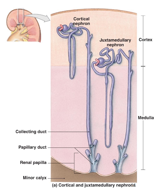 <ul><li><p>cortical nephrons 80-85%</p><ul><li><p>renal corpuscle in <strong>outer </strong>cortex</p></li><li><p>performs most reabsorption and secretion</p></li><li><p>no thin ascending limb</p></li></ul></li><li><p>juxtamedullary nephrons 15-20%</p><ul><li><p>renal corpuscle in <strong>inner</strong> cortex</p></li><li><p>performs urine concentration </p></li></ul></li></ul><p></p>