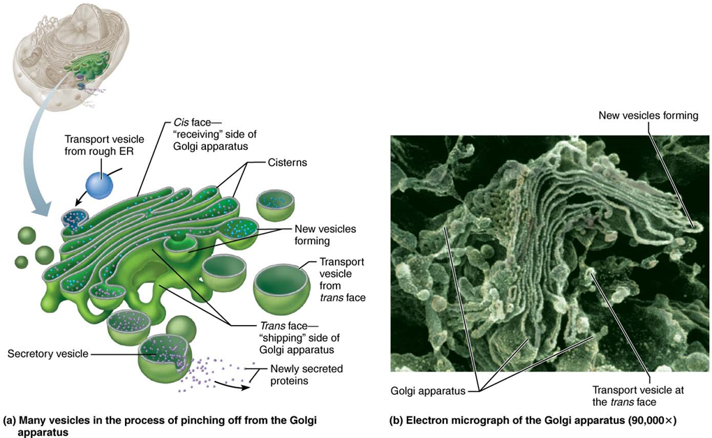 <p>Modifies, sorts, and packages proteins and lipids for storage or transport out of the cell</p>