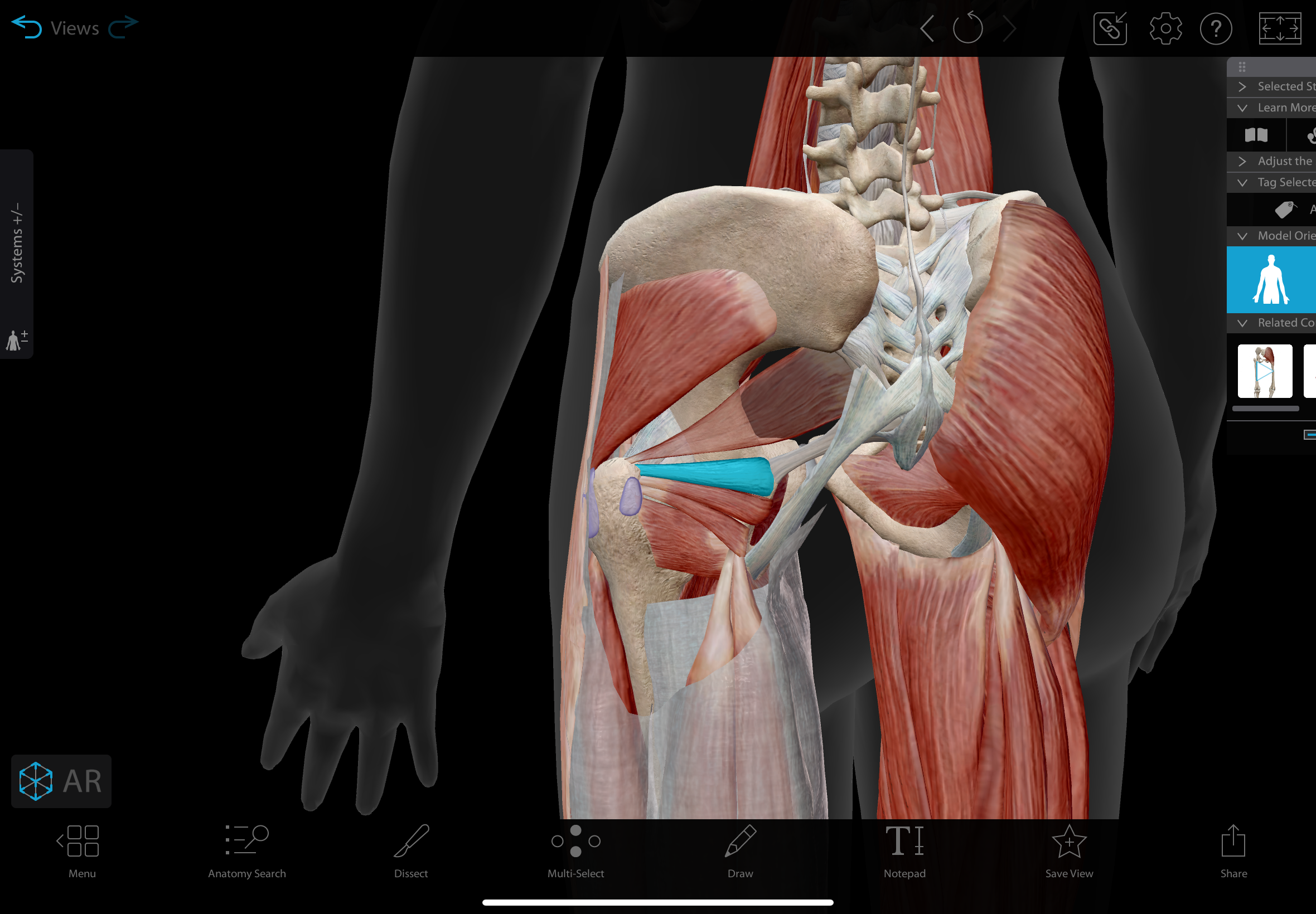 <p>A small muscle located in the posterior hip, lying above the obturator internus and below the piriformis. </p><p></p><p>action: laterally rotates the hip</p>