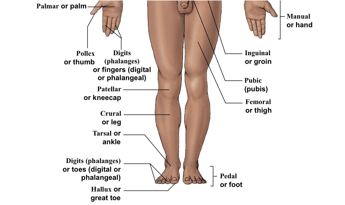 <p>Shin (portion of leg under the kneecap on anterior half of the body)</p>